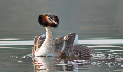 great crested grebe