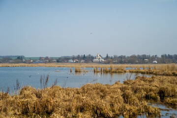 reeds in the water of the lake