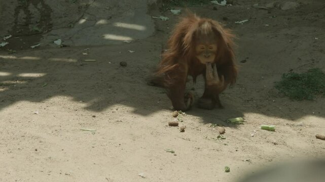 Baby Orangutan Collecting Food