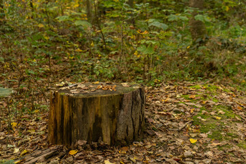 There is a tree stump situated in the center of a lush forest