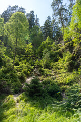A large rock formation surrounded by trees in a forest