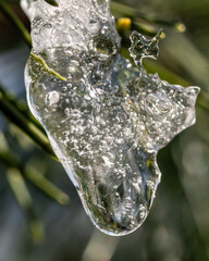 A clear water droplet on a melting icicle. Tree branch with needles.