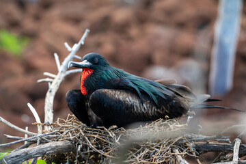 A male frigatebird (Fregata Magnificens) sitting on a nest. Galápagos Islands.	