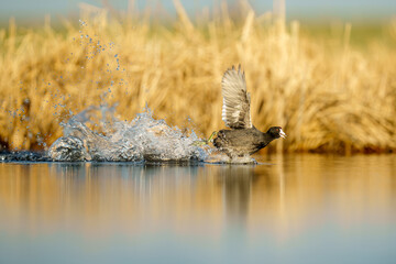 American Coot Running Across the Water Surface in a Wetland Habi