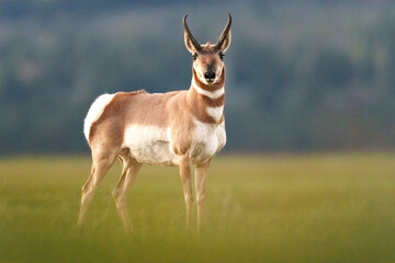 Pronghorn Antelope Standing in Open Field with Blurred Natural B