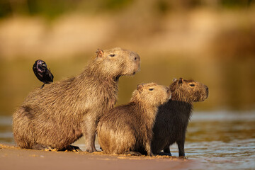 Capybara Family and Bird by Riverbank at Sunset