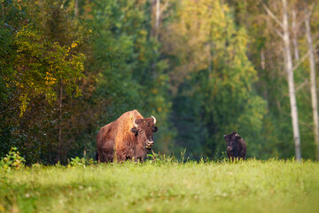 Wood Bison Grazing in a Forest Clearing During Autumn Day