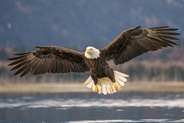 Bald Eagle Soaring Over Water With Outstretched Wings in Natural