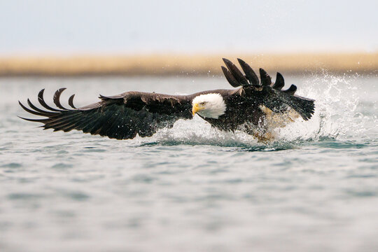 Bald Eagle Swooping Over Water to Catch Prey in Majestic Flight