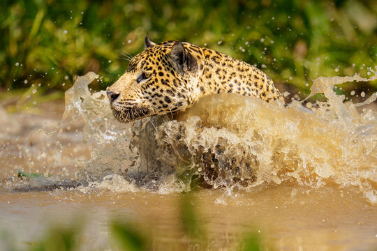 Jaguar Moving Through Water in Natural Environment Close-Up