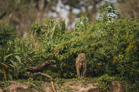 Pantanal Jaguar Stealthily Prowling in Lush Jungle Habitat on a