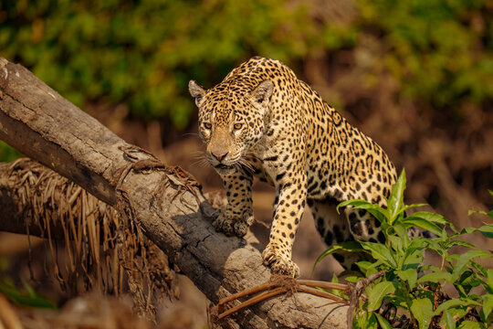 Close-Up of a Jaguar in Its Natural Habitat Climbing Log