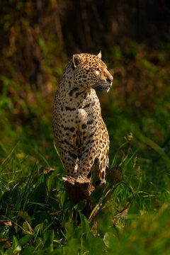 Jaguar Standing Alertly in Sunlit Grassy Habitat, Wildlife Close