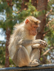 Monkey Eating Snacks
