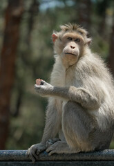 Monkey holding snack