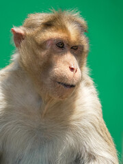 Monkey portrait