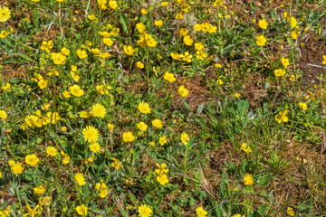 Yellow wildflowers on the ground in a meadow