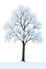 Obraz premium Snow-covered branches stretching out from a single trunk isolated on white background, snow covered branches, winter landscape, icy