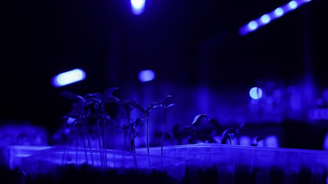 seedlings in the light of a phytolamp at home on a windowsill. additional light for growing houseplants. imitation of sunlight for plants