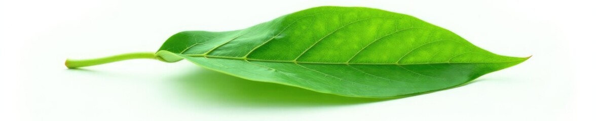 Obraz premium Single large leaf with veins isolated on white background, greenery, details