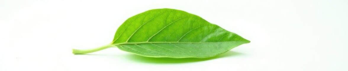 Single leaf isolated on white background with slight texture, stem, green