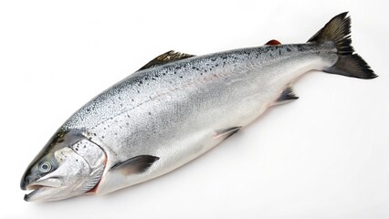 Naklejka premium Fresh Whole Salmon Fish - Sleek Silver Body, Smooth Scales & Sharp Fins on White Background
