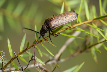 Huhu beetle on tree twig. The huhu is a large, longhorn beetle that is endemic to New Zealand. 