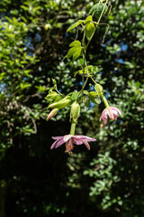 Closeup of pink, banana passionfruit flowers. This vine is regarded as a pest species in New Zealand.