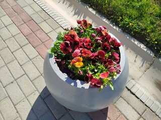 A Burst of Color in a Concrete Planter