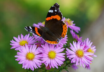 butterfly peacock on colorful flower