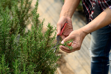 Close up of man using pruning shears to harvest rosemary in a greenhouse