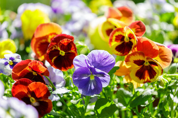 colorful pansy flowers blooming in a garden