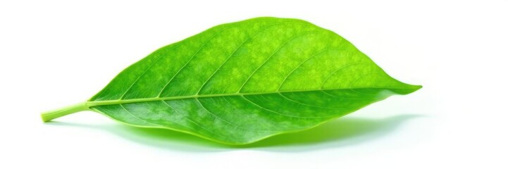 Single leaf isolated on white background, delicate veins visible, green, isolated