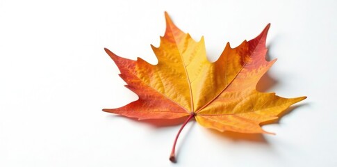 Fototapeta premium Single leaf of a maple tree on white background with veins, foliage, maple
