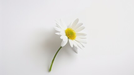 Obraz premium Mother's Day Daisy Background: Praising Mother's Endless Love of Simplicity and Purity with the Freshness of Daisies