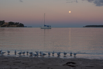 A flock of red-billed gulls at the water's edge on a sandy beach at Mahurangi Regional Park, New Zealand. Pictured in the blue hour with a yacht and a full moon reflected on a calm ocean. 