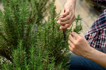 Close up of man using pruning shears to harvest rosemary in a greenhouse