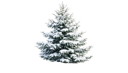 Fototapeta premium Snow-covered small evergreen tree , clipping path - 