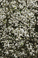 Japanese cherry (Prunus serrulata)