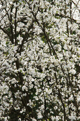 Japanese cherry (Prunus serrulata)