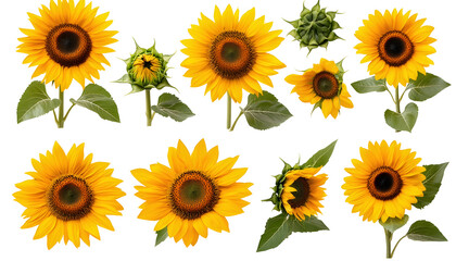 Sunflower collection , clipping path  -  