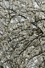 Japanese cherry (Prunus serrulata)
