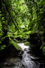 stream in the forest