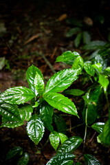 green leaves of a tree