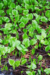 False lily of the valley sprouts (maianthemum dilatatum)
