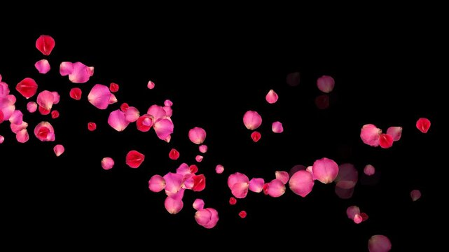 red and pink rose petals trail isolated alpha channel loop animation, romantic flower valentine love and marriage social media motion design element