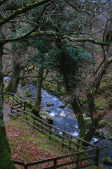 Tranquil River Flowing Through Autumn Woodland in Glendalough, Wicklow, Ireland – Vibrant Foliage and Serene Nature Scene