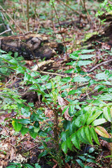 dwarf Oregon-grape, Cascade barberry, Cascade Oregon-grape, or dull Oregon-grape (Berberis nervosa)