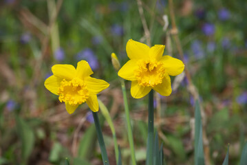Obraz premium daffodils in spring