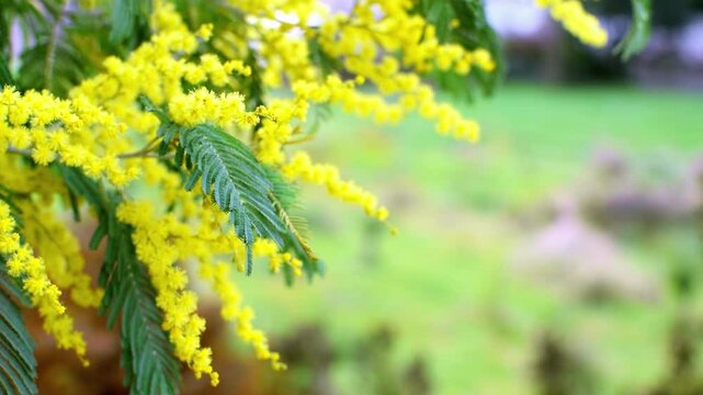 Branch of yellow fluffy mimosa flowers, spring season natural background with copy space. Blossoming plant with tender hairy balls flower in blooming garden or park with daylight, slow motion video.